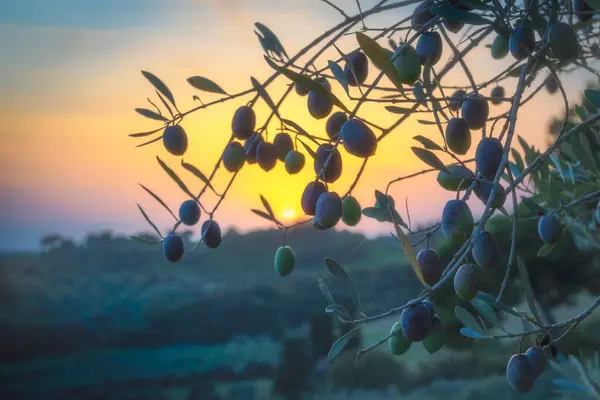 depositphotos 833820834 stock photo olives olive branch tuscan sunset
