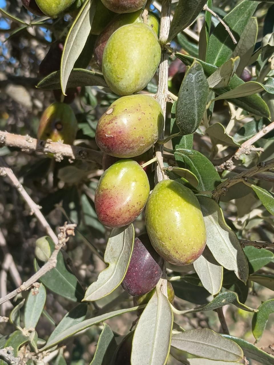 vanella8